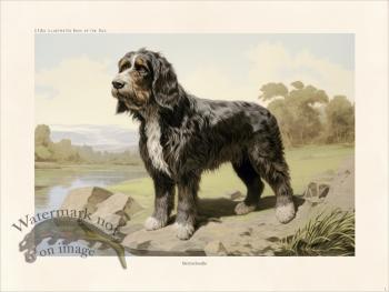 CFA Dog Bernedoodle 01